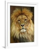 Portrait of a Lion-null-Framed Photo