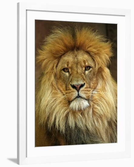 Portrait of a Lion-null-Framed Photo