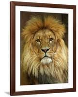 Portrait of a Lion-null-Framed Photo