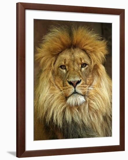 Portrait of a Lion-null-Framed Photo