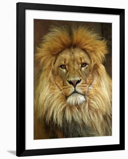 Portrait of a Lion-null-Framed Photo