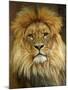 Portrait of a Lion-null-Mounted Photo