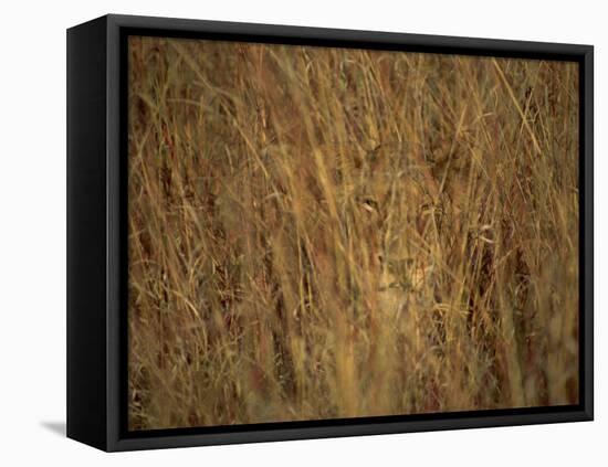 Portrait of a Lioness Hiding and Camouflaged in Long Grass, Kruger National Park, South Africa-Paul Allen-Framed Stretched Canvas