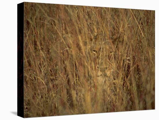 Portrait of a Lioness Hiding and Camouflaged in Long Grass, Kruger National Park, South Africa-Paul Allen-Stretched Canvas