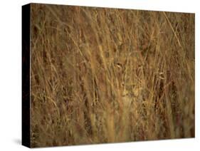 Portrait of a Lioness Hiding and Camouflaged in Long Grass, Kruger National Park, South Africa-Paul Allen-Stretched Canvas