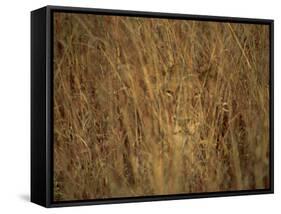 Portrait of a Lioness Hiding and Camouflaged in Long Grass, Kruger National Park, South Africa-Paul Allen-Framed Stretched Canvas