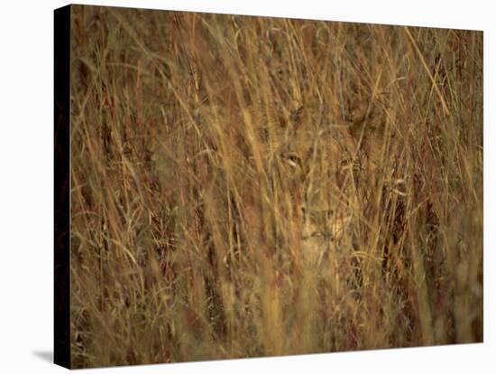 Portrait of a Lioness Hiding and Camouflaged in Long Grass, Kruger National Park, South Africa-Paul Allen-Stretched Canvas