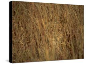 Portrait of a Lioness Hiding and Camouflaged in Long Grass, Kruger National Park, South Africa-Paul Allen-Stretched Canvas