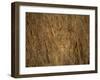 Portrait of a Lioness Hiding and Camouflaged in Long Grass, Kruger National Park, South Africa-Paul Allen-Framed Photographic Print