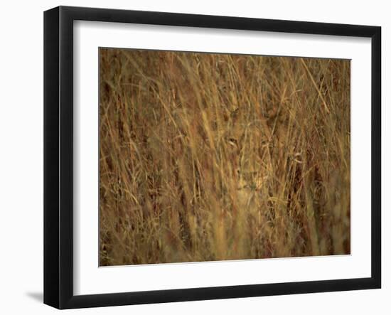 Portrait of a Lioness Hiding and Camouflaged in Long Grass, Kruger National Park, South Africa-Paul Allen-Framed Photographic Print