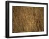 Portrait of a Lioness Hiding and Camouflaged in Long Grass, Kruger National Park, South Africa-Paul Allen-Framed Photographic Print