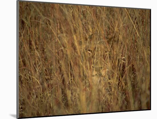 Portrait of a Lioness Hiding and Camouflaged in Long Grass, Kruger National Park, South Africa-Paul Allen-Mounted Photographic Print