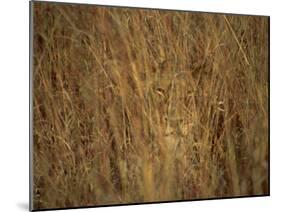 Portrait of a Lioness Hiding and Camouflaged in Long Grass, Kruger National Park, South Africa-Paul Allen-Mounted Photographic Print