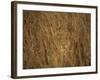 Portrait of a Lioness Hiding and Camouflaged in Long Grass, Kruger National Park, South Africa-Paul Allen-Framed Photographic Print