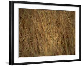 Portrait of a Lioness Hiding and Camouflaged in Long Grass, Kruger National Park, South Africa-Paul Allen-Framed Photographic Print