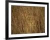 Portrait of a Lioness Hiding and Camouflaged in Long Grass, Kruger National Park, South Africa-Paul Allen-Framed Photographic Print