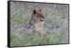 Portrait of a lioness in a field of purple grass. Voi, Tsavo, Kenya-Sergio Pitamitz-Framed Stretched Canvas