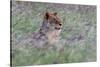 Portrait of a lioness in a field of purple grass. Voi, Tsavo, Kenya-Sergio Pitamitz-Stretched Canvas