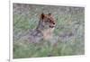 Portrait of a lioness in a field of purple grass. Voi, Tsavo, Kenya-Sergio Pitamitz-Framed Photographic Print