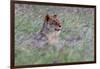 Portrait of a lioness in a field of purple grass. Voi, Tsavo, Kenya-Sergio Pitamitz-Framed Photographic Print