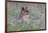 Portrait of a lioness in a field of purple grass. Voi, Tsavo, Kenya-Sergio Pitamitz-Framed Photographic Print