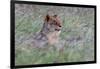 Portrait of a lioness in a field of purple grass. Voi, Tsavo, Kenya-Sergio Pitamitz-Framed Photographic Print