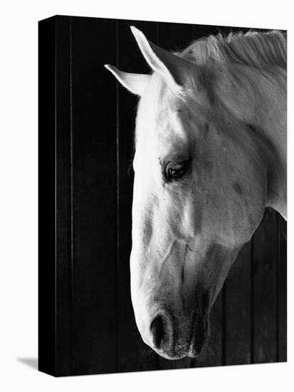 Portrait of a Lipizzaner Horse-Karen Tweedy-Holmes-Stretched Canvas