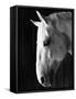 Portrait of a Lipizzaner Horse-Karen Tweedy-Holmes-Framed Stretched Canvas