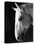 Portrait of a Lipizzaner Horse-Karen Tweedy-Holmes-Stretched Canvas