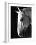 Portrait of a Lipizzaner Horse-Karen Tweedy-Holmes-Framed Photographic Print