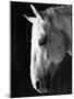 Portrait of a Lipizzaner Horse-Karen Tweedy-Holmes-Mounted Photographic Print