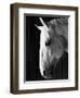 Portrait of a Lipizzaner Horse-Karen Tweedy-Holmes-Framed Photographic Print