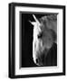 Portrait of a Lipizzaner Horse-Karen Tweedy-Holmes-Framed Photographic Print