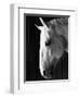 Portrait of a Lipizzaner Horse-Karen Tweedy-Holmes-Framed Photographic Print