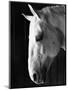 Portrait of a Lipizzaner Horse-Karen Tweedy-Holmes-Mounted Photographic Print