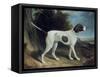 Portrait of a Liver and White Pointer-George Garrard-Framed Stretched Canvas