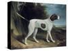 Portrait of a Liver and White Pointer-George Garrard-Stretched Canvas