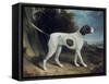 Portrait of a Liver and White Pointer-George Garrard-Framed Stretched Canvas