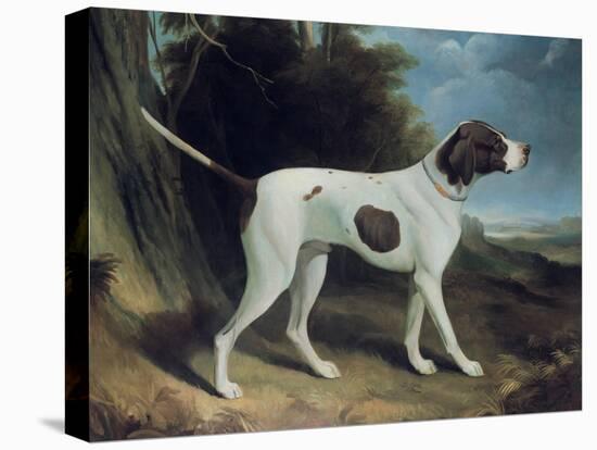 Portrait of a Liver and White Pointer-George Garrard-Stretched Canvas