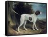 Portrait of a Liver and White Pointer-George Garrard-Framed Stretched Canvas