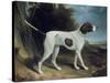 Portrait of a Liver and White Pointer-George Garrard-Stretched Canvas