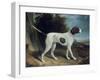 Portrait of a Liver and White Pointer-George Garrard-Framed Giclee Print