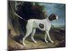 Portrait of a Liver and White Pointer-George Garrard-Mounted Premium Giclee Print