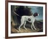 Portrait of a Liver and White Pointer-George Garrard-Framed Giclee Print