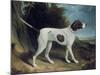 Portrait of a Liver and White Pointer-George Garrard-Mounted Giclee Print