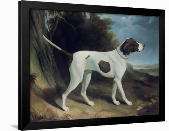Portrait of a Liver and White Pointer-George Garrard-Framed Giclee Print