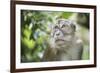 Portrait of a Long Tailed Macaque (Macaca Fascicularis) in the Jungle at Bukit Lawang-Matthew Williams-Ellis-Framed Photographic Print