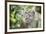 Portrait of a Long Tailed Macaque (Macaca Fascicularis) in the Jungle at Bukit Lawang-Matthew Williams-Ellis-Framed Photographic Print