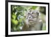 Portrait of a Long Tailed Macaque (Macaca Fascicularis) in the Jungle at Bukit Lawang-Matthew Williams-Ellis-Framed Photographic Print