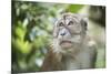 Portrait of a Long Tailed Macaque (Macaca Fascicularis) in the Jungle at Bukit Lawang-Matthew Williams-Ellis-Mounted Photographic Print